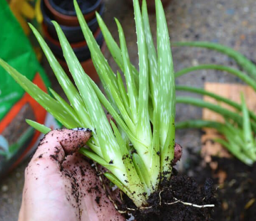 The Aloe Vera Plant How To Grow Aloe At Home Lucas Barnes Medium