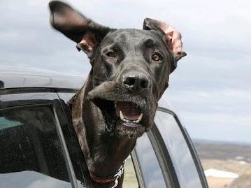 help dog get into car