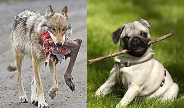 pug wolf