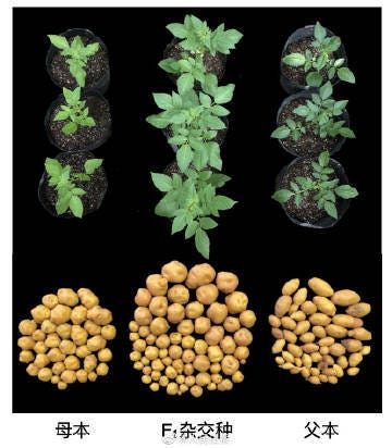 Death To The Hybrids Cancelling Plant Breeding Technologies By Kamounlab Medium