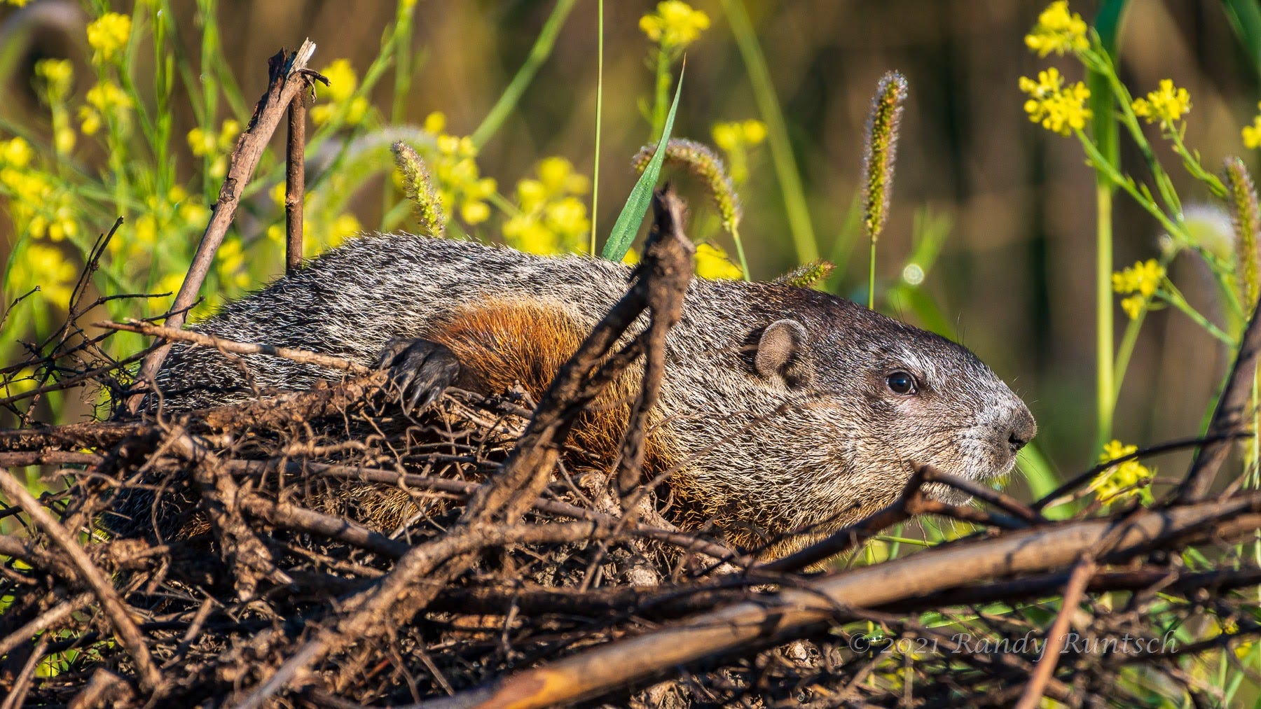 The Woodchuck and Birds of the Brush Pile | by Randy Runtsch