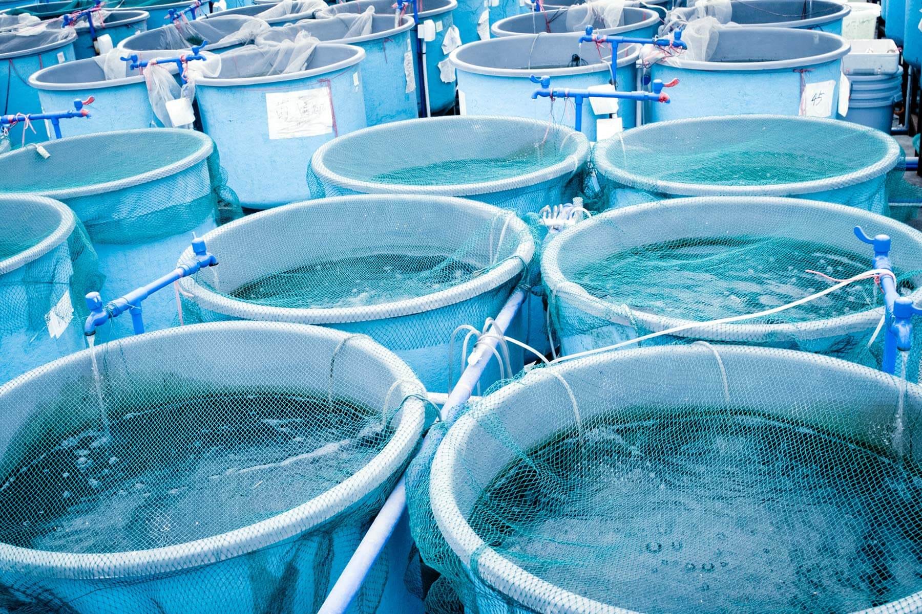 Aquaponics farming in uganda Explainer: History of hemp cultivation