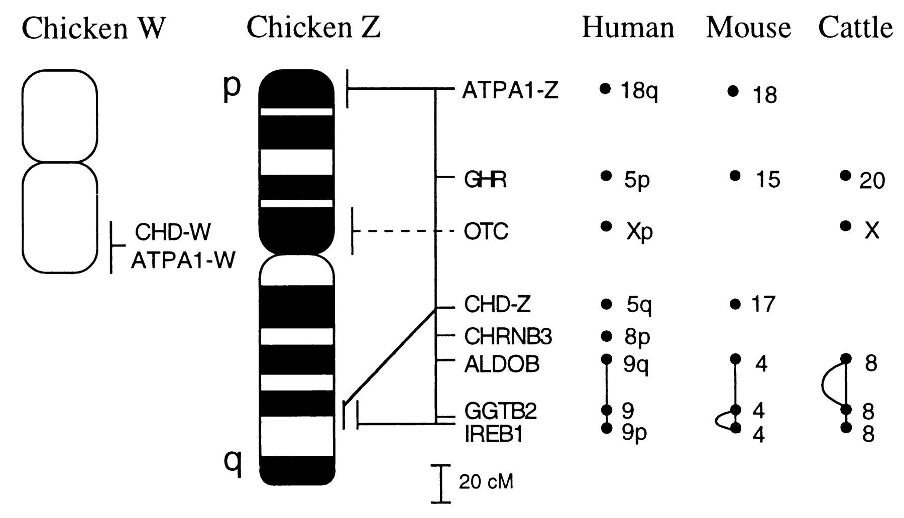 Jumping genes reveal birds and their sex chromosomes evolved together