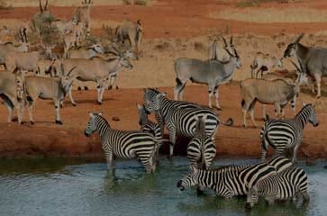 Budget  African Safari Tours Allow You to Visit Safaris and Know Cultures!
