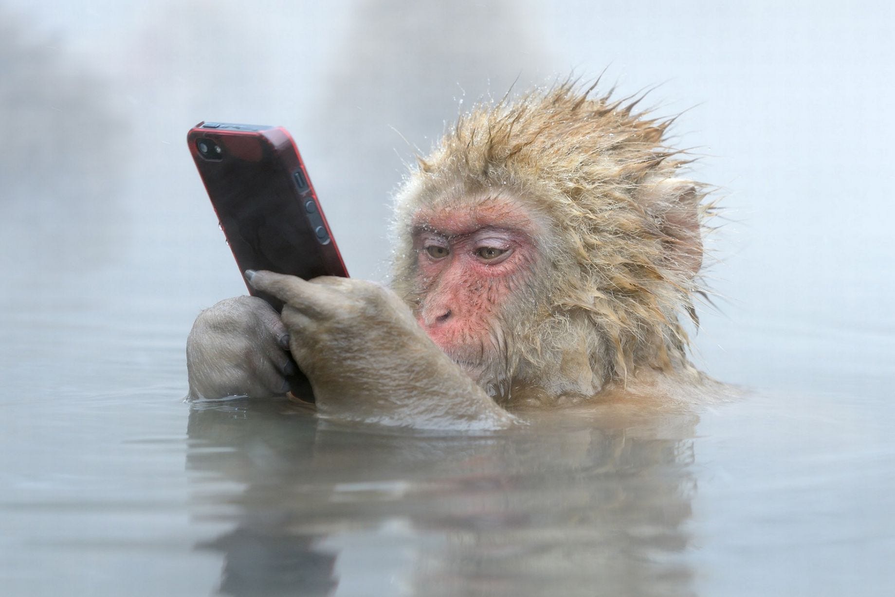 i know a monkey