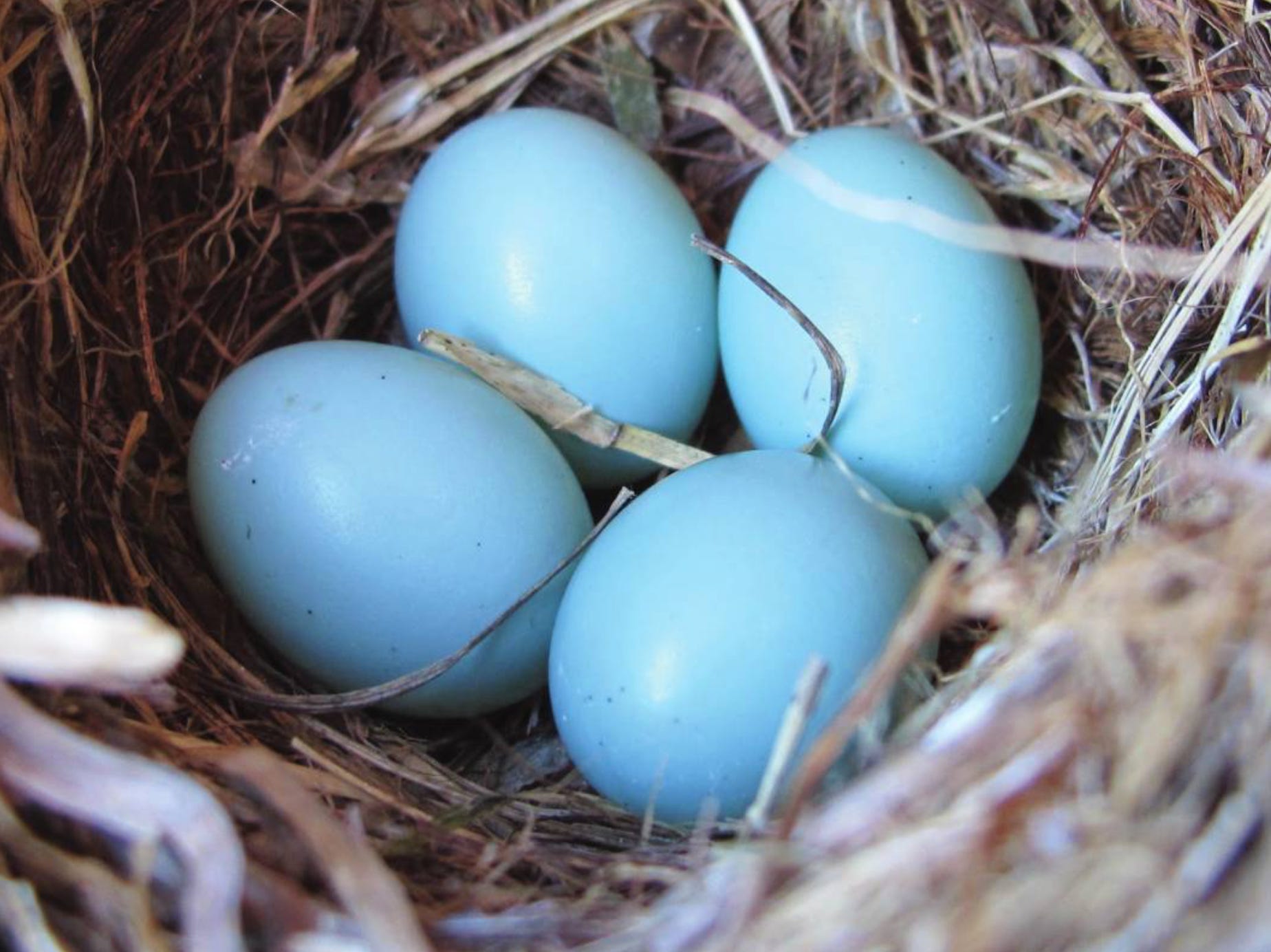 Light Robins Egg Blue And Black Living Room