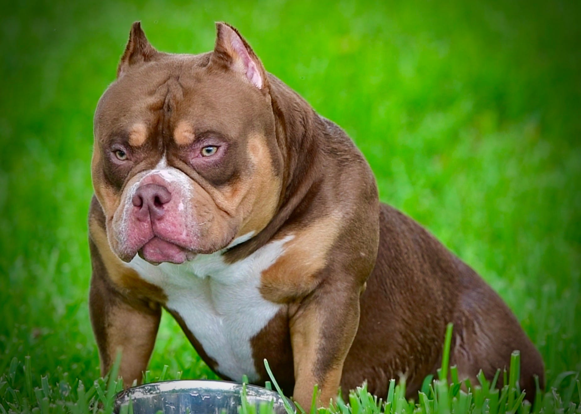 THE EXTREME BUILD POCKET AMERICAN BULLY PUPPIES OF VENOMLINE by