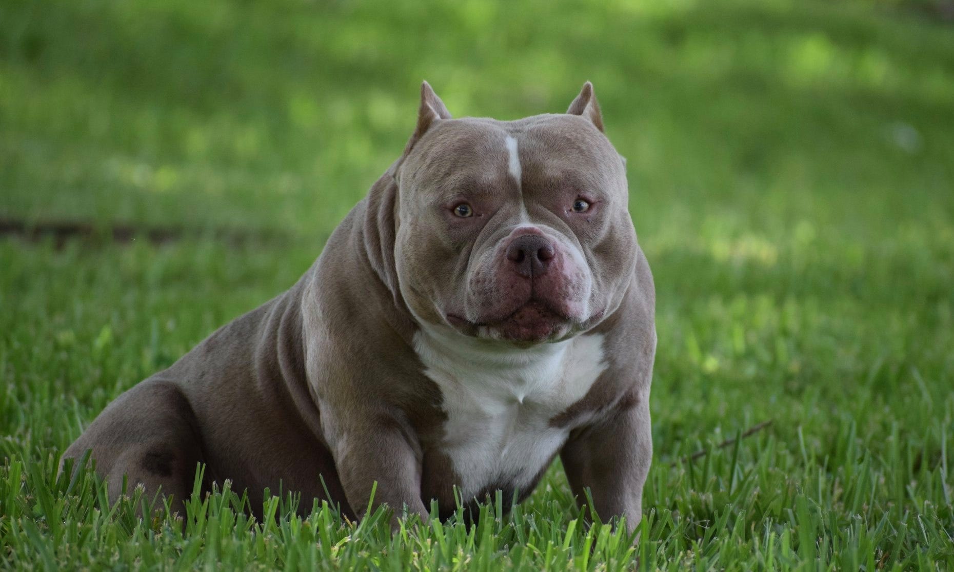 BEST OF THE TRI COLOR AMERICAN BULLY AMAZING POCKET BULLIES by BULLY KING Magazine BULLY