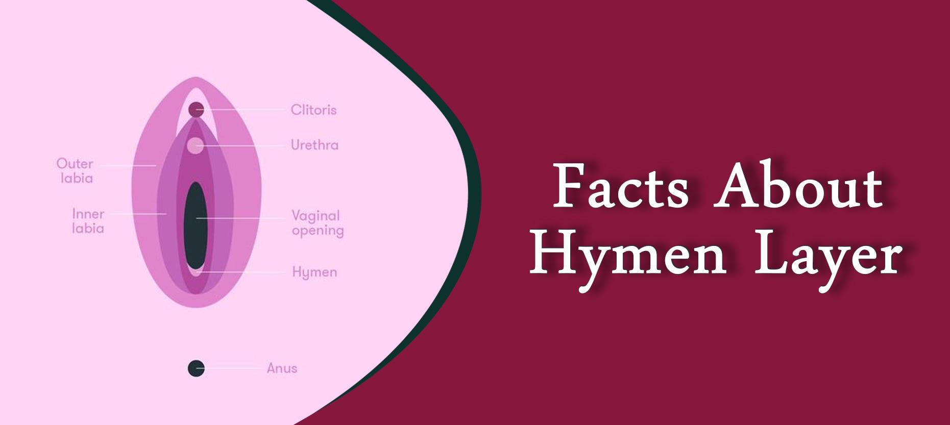 Interesting Facts About Hymen Layer By Umabharathi Medium Interesting Facts About Hymen Layer By Umabharathi Medium