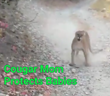Cougar Mom Protects Her Babies You Are More Likely To Die From A Bee By Joshua Dance Medium Cougar Mom Protects Her Babies You Are More Likely To Die From A Bee By Joshua Dance Medium