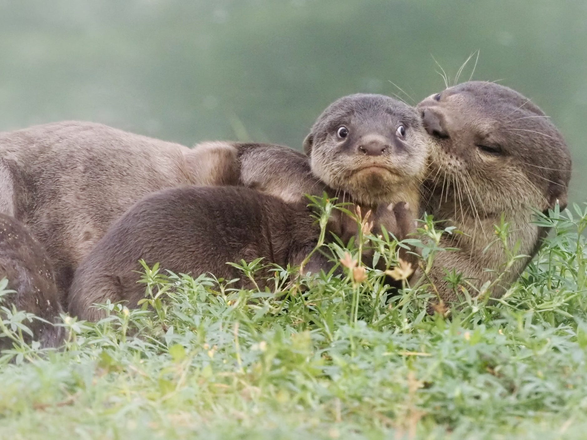 A young otter is being groomed by his mother, but his face is frozen in a look of side-eyed embarrassment