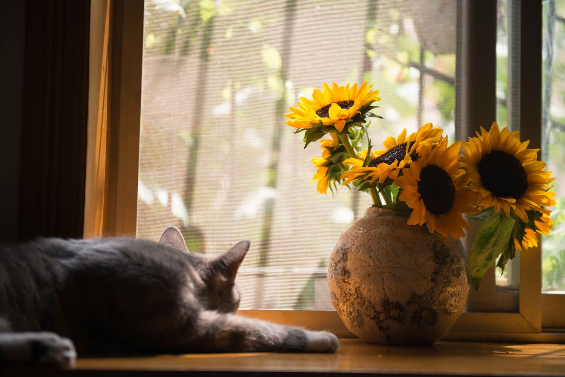 flower cat