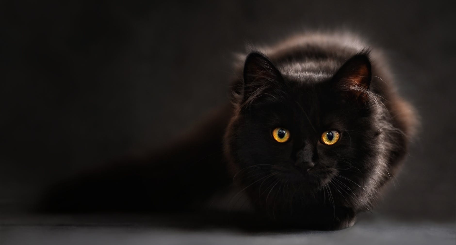 The Black Cat Analogy 2 0 Jaipal Reddy Medium