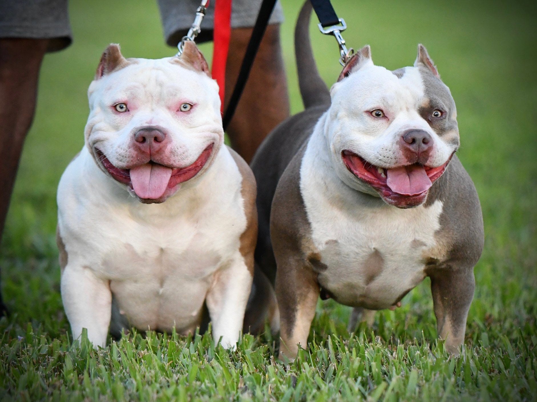 facts about american bully