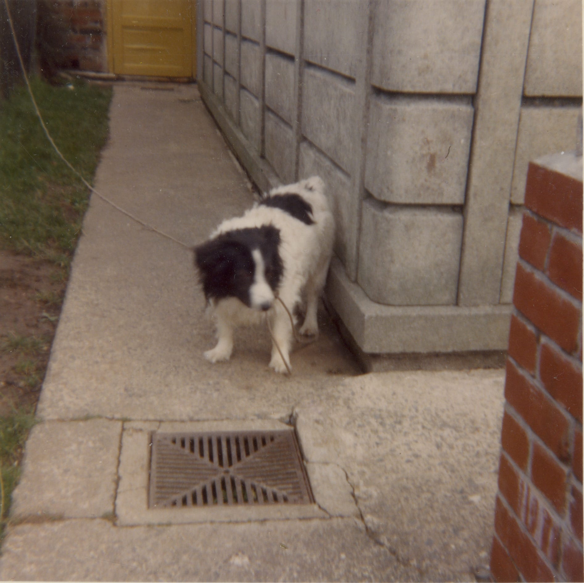 llys nini dogs for adoption