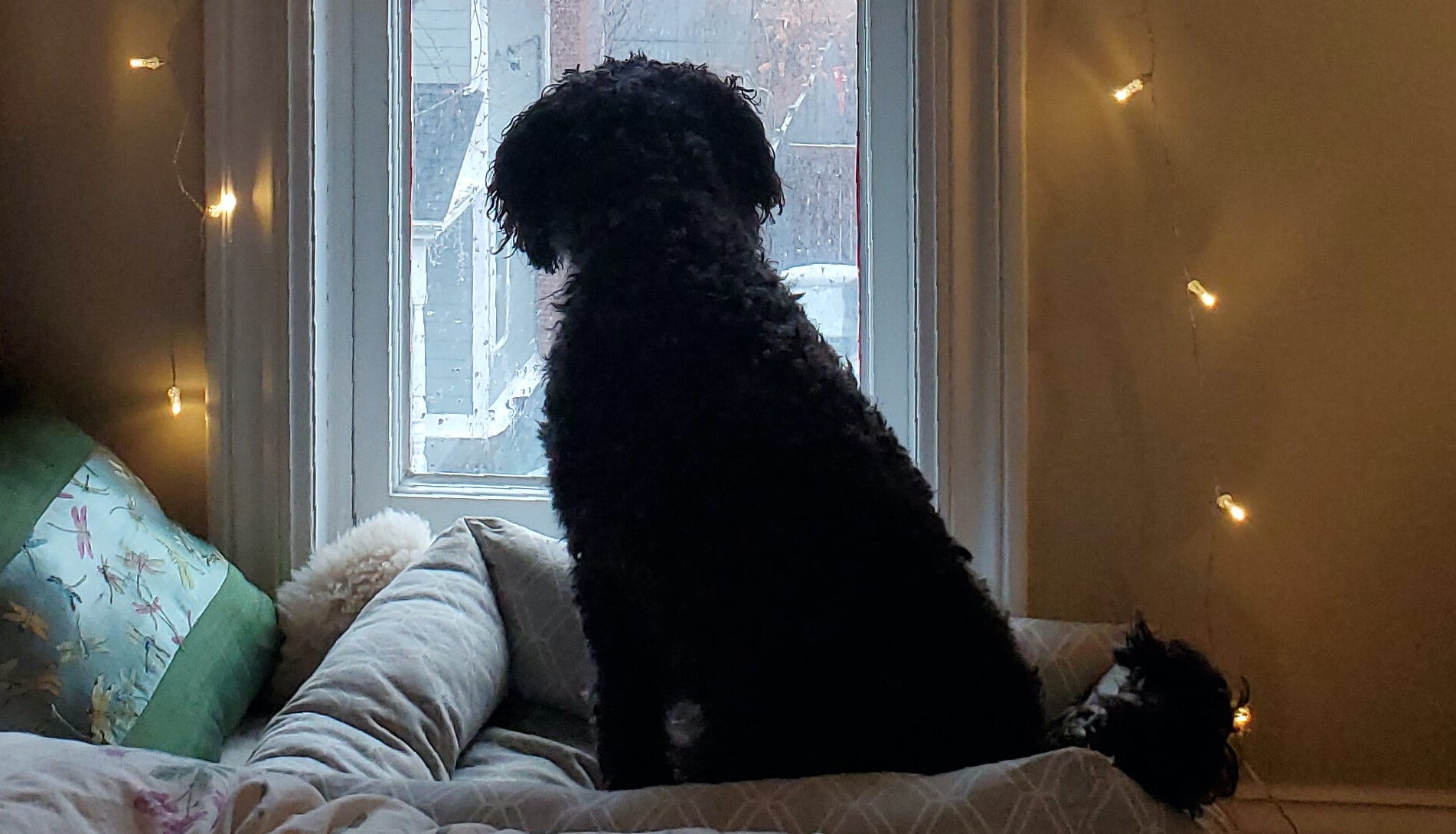 A black dog looking outside a window at the sun outside.
