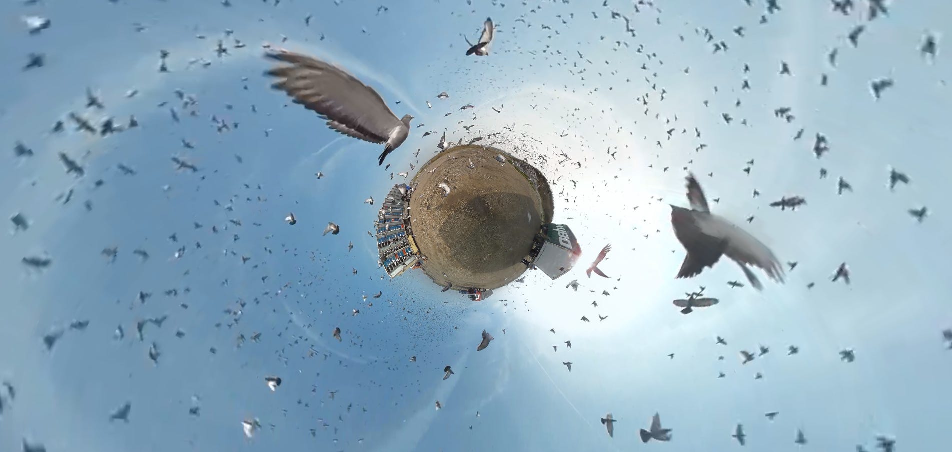 The Last Pigeon Racers Pro Tip Quit Your Job And Breed By Targo Medium