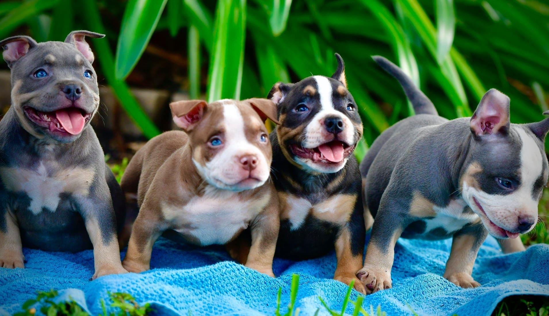 Chocolate & Lilac Pocket Bully Pups From The #1 Bloodline — Venomline in  2023