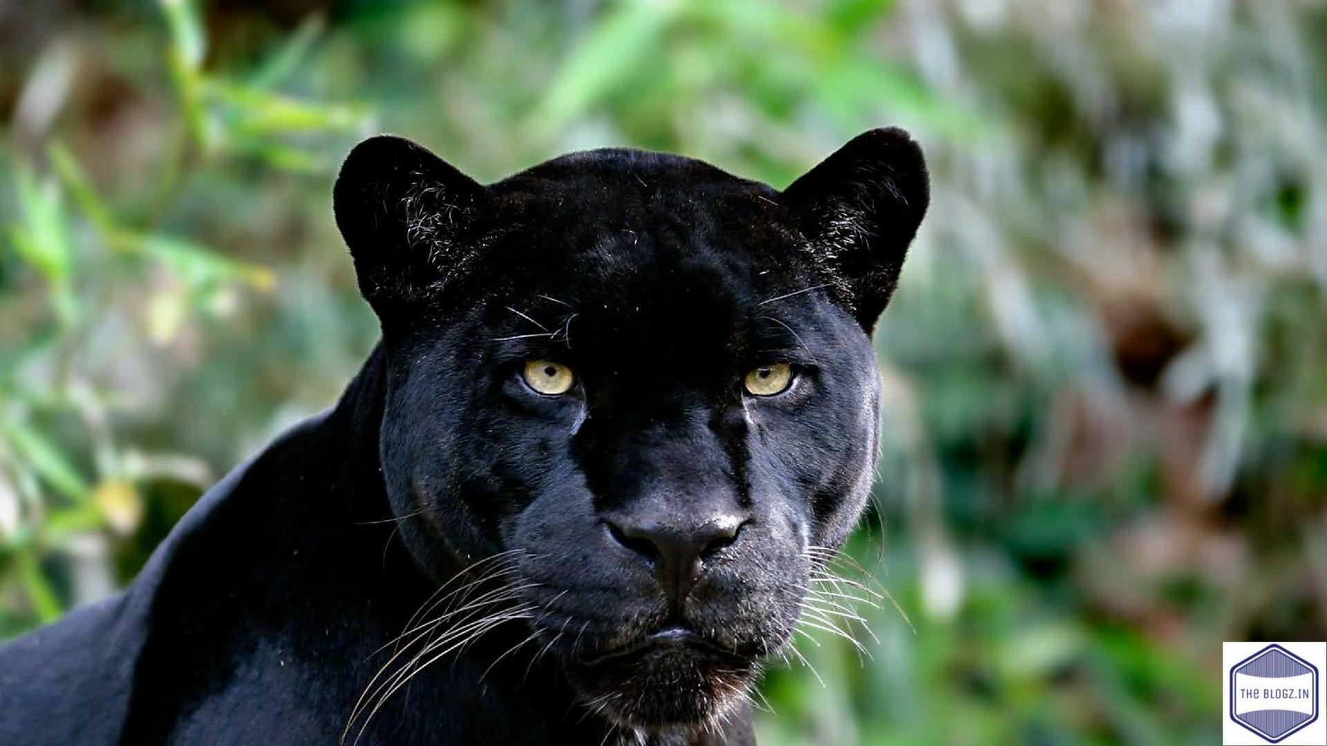 Black Panther Animal — The Animal Kingdom By Piyush Goel Medium