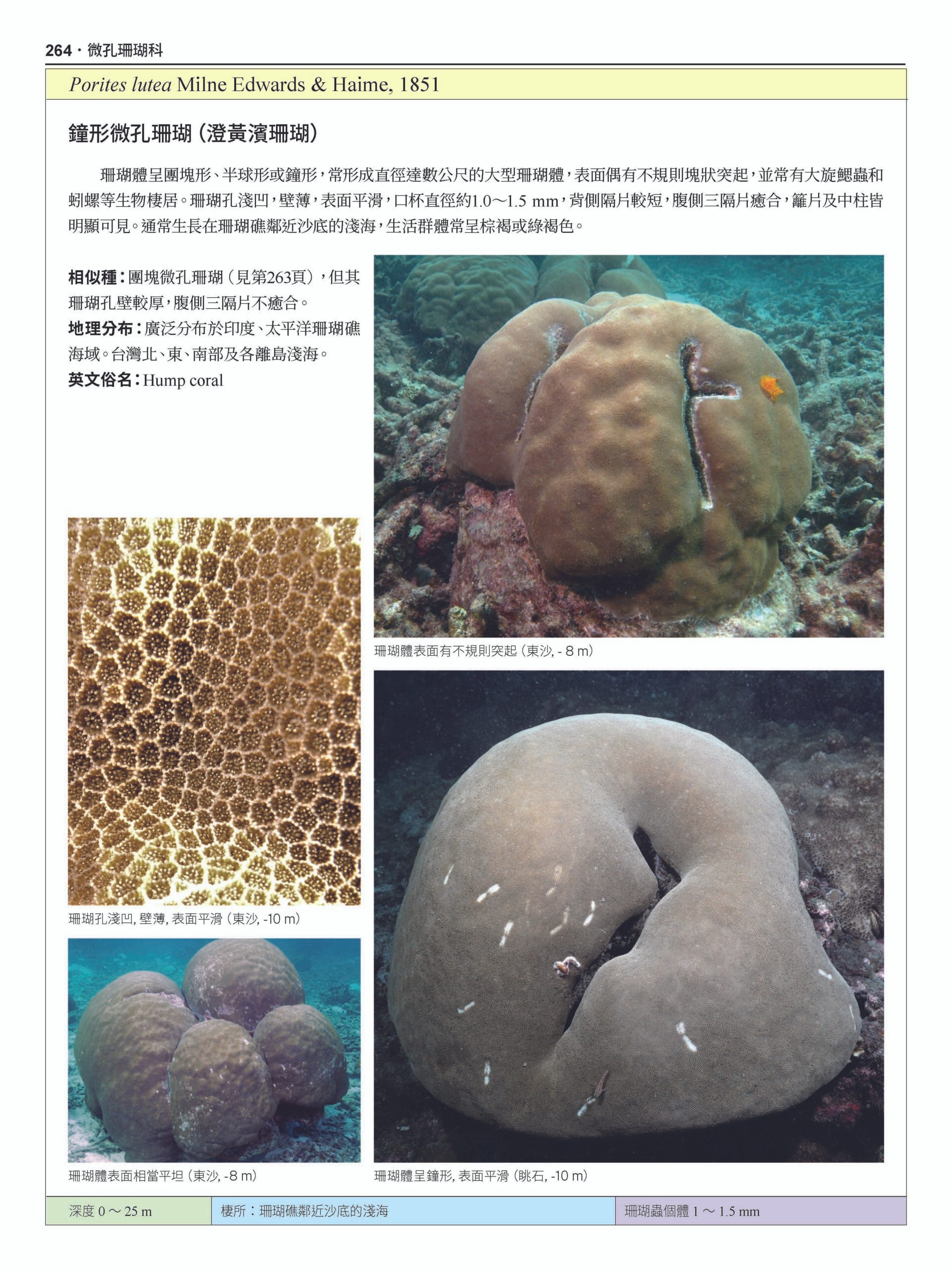 認識珊瑚 一本就搞定 台灣珊瑚全圖鑑 上 石珊瑚 Bluetrend 藍色脈動 Medium 認識珊瑚 一本就搞定 台灣珊瑚全圖鑑 上 石珊瑚 Bluetrend 藍色脈動 Medium