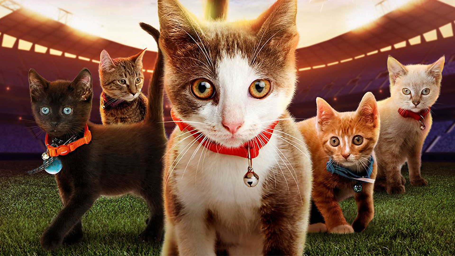   Smudge  The Cat  Wallpaper  1920x1080 