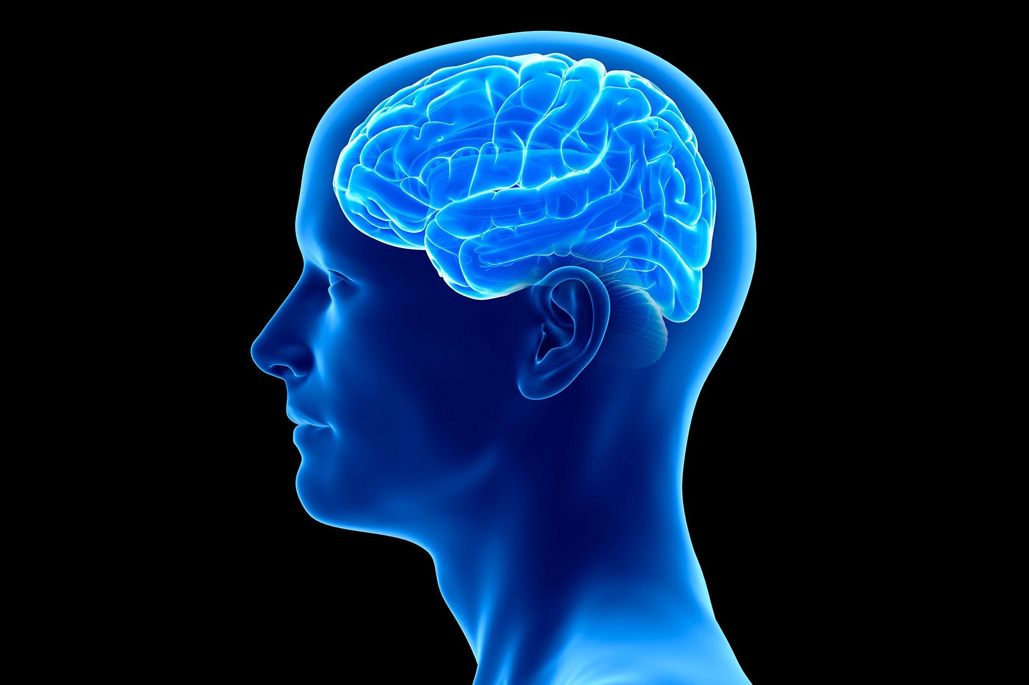Reticular Activating System The Ego Universe Is Just A Thought