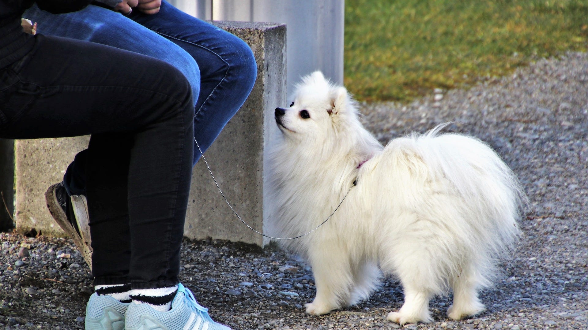 being a good dog owner