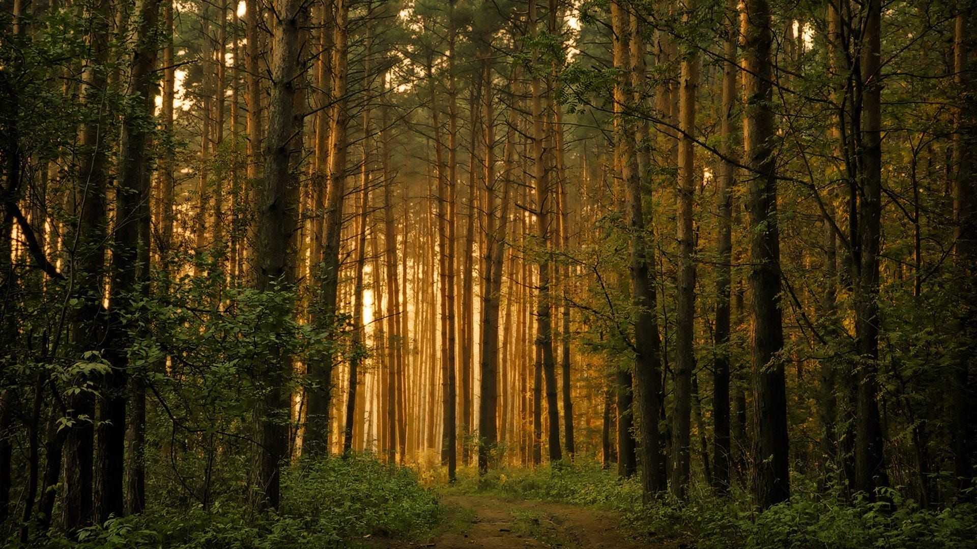 How to walk through the Forest. - Invironment - Medium