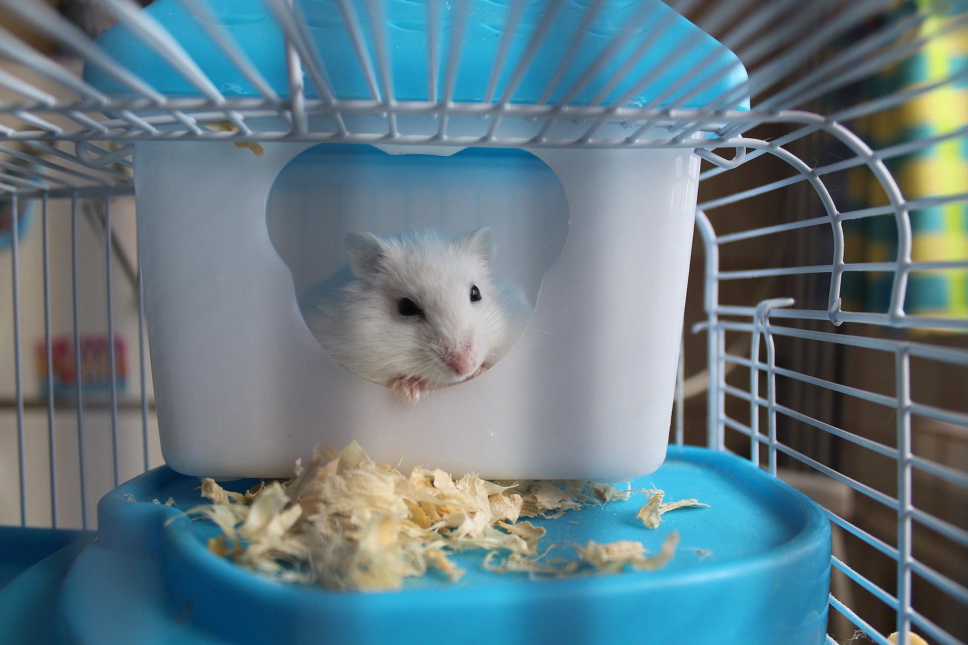 things to make for hamsters