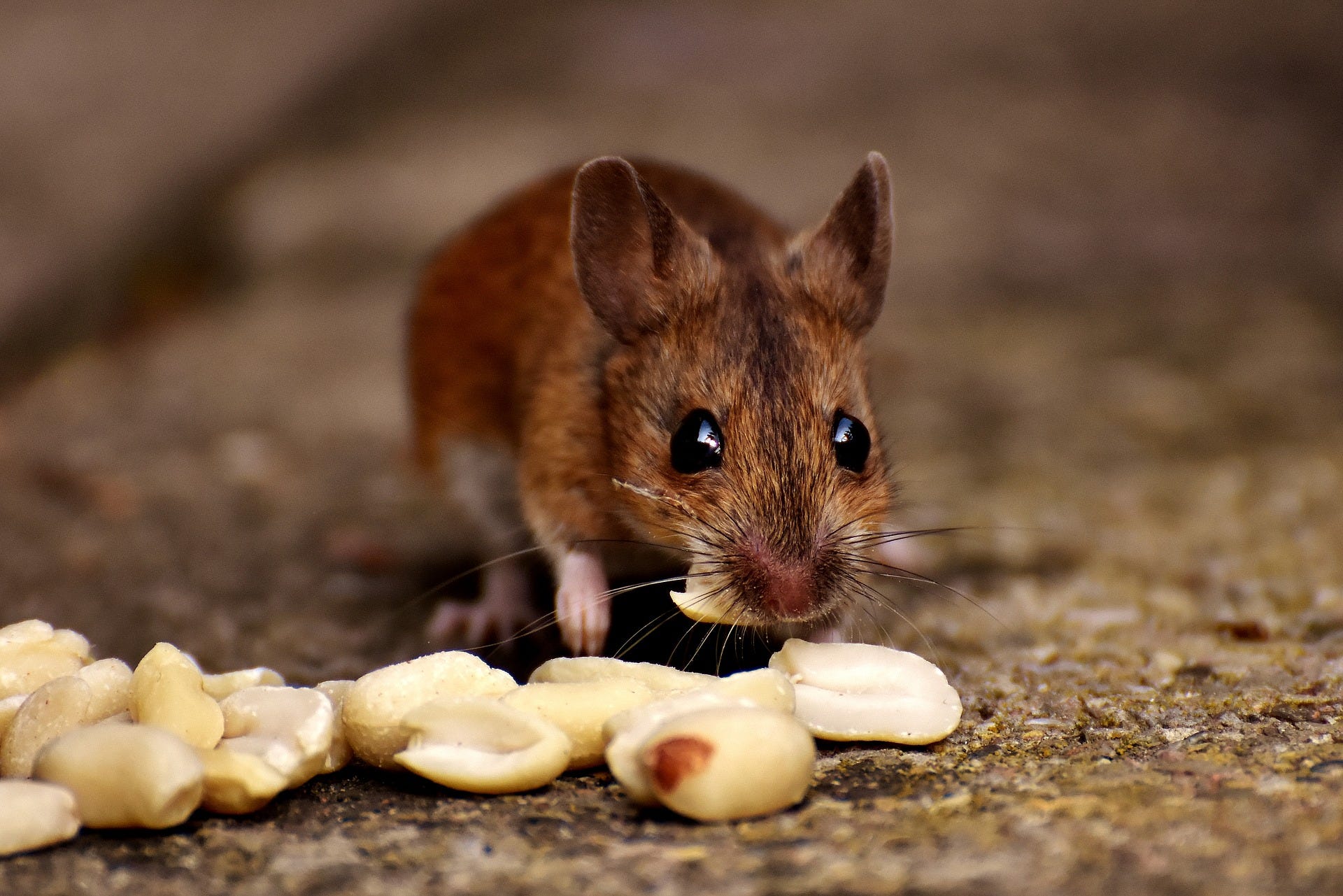 Annual Mouse In The House Bullshit Ist