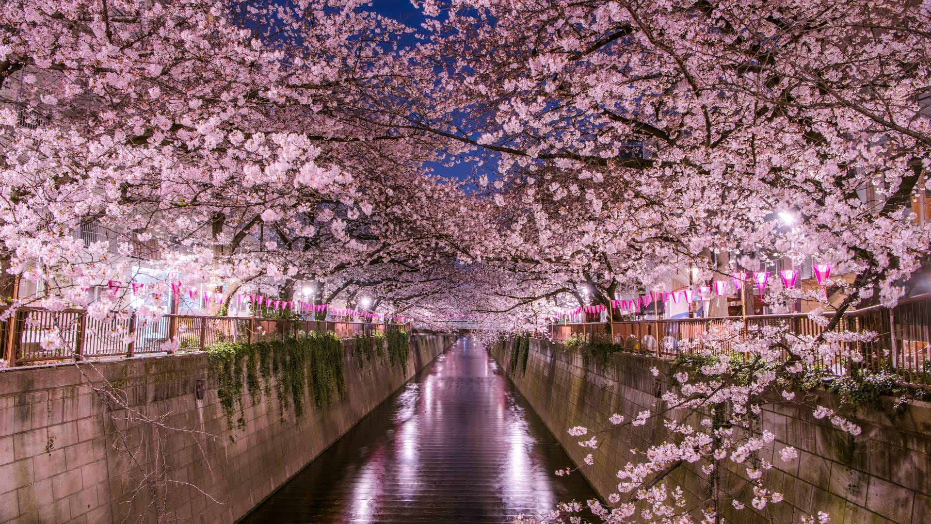 2019 Nakameguro Cherry Blossom Festival by Phil Luza Gitano