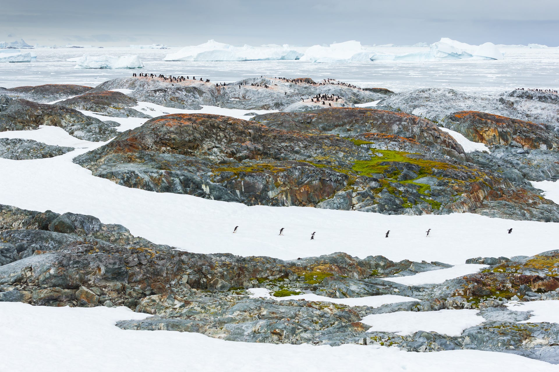 Penguins march in the Antarctic circle.