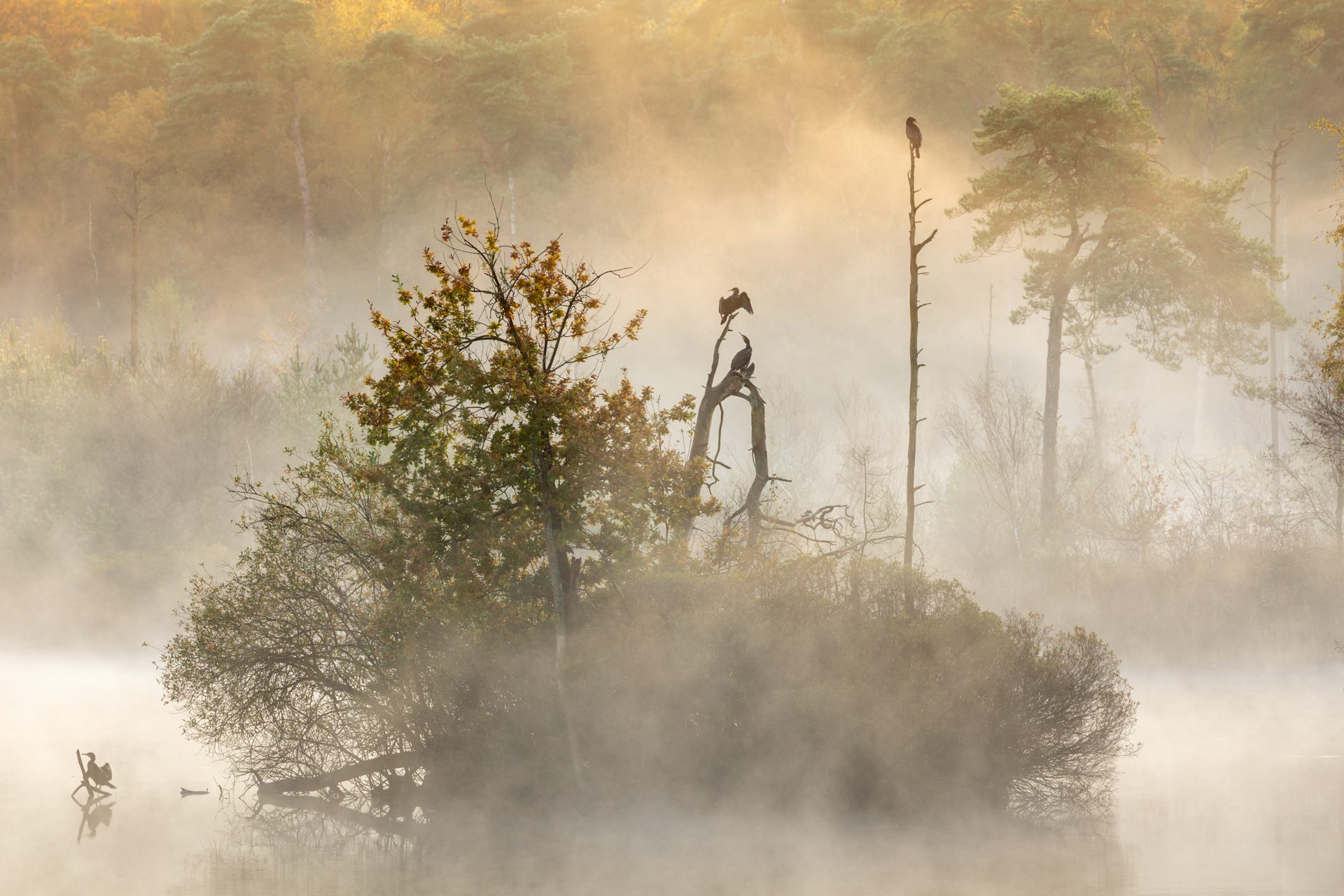Animals at dawn in the forest.