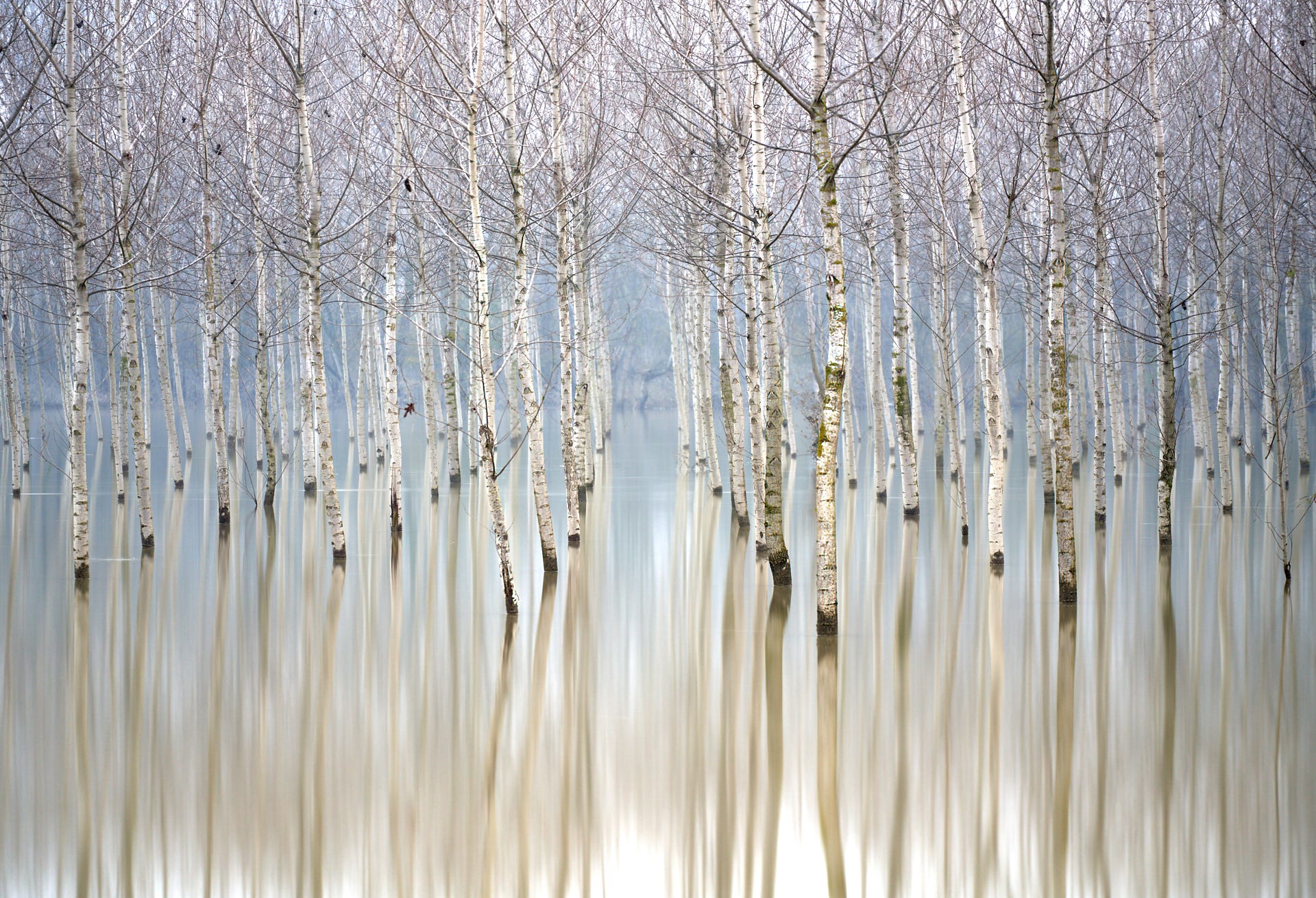 Birch trees pop out of a still lake, with their reflections on the water giving the entire photograph a painterly effect