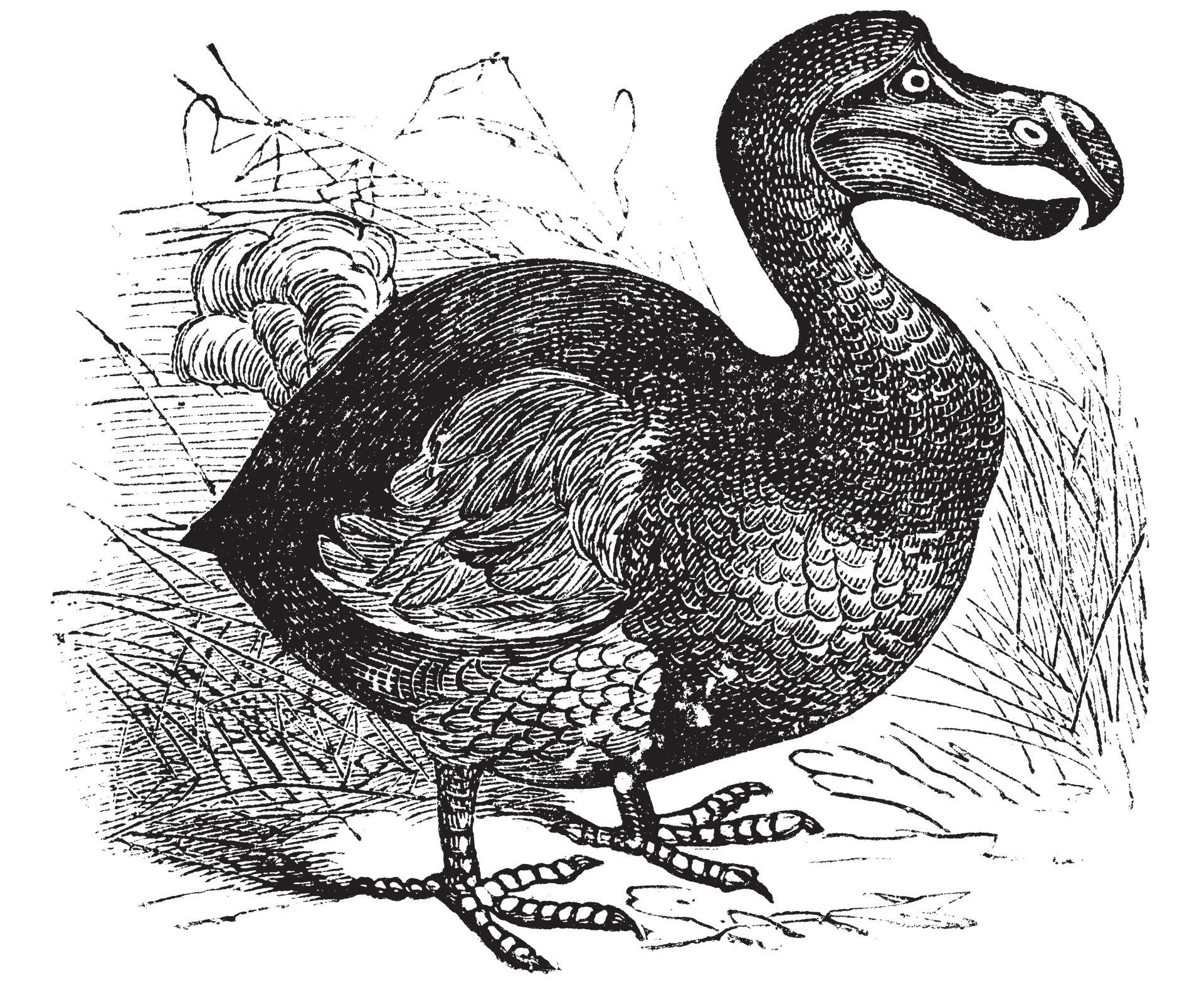 The Last Dodo and the Broader Implications | by Mark Farrar | Creatures ...