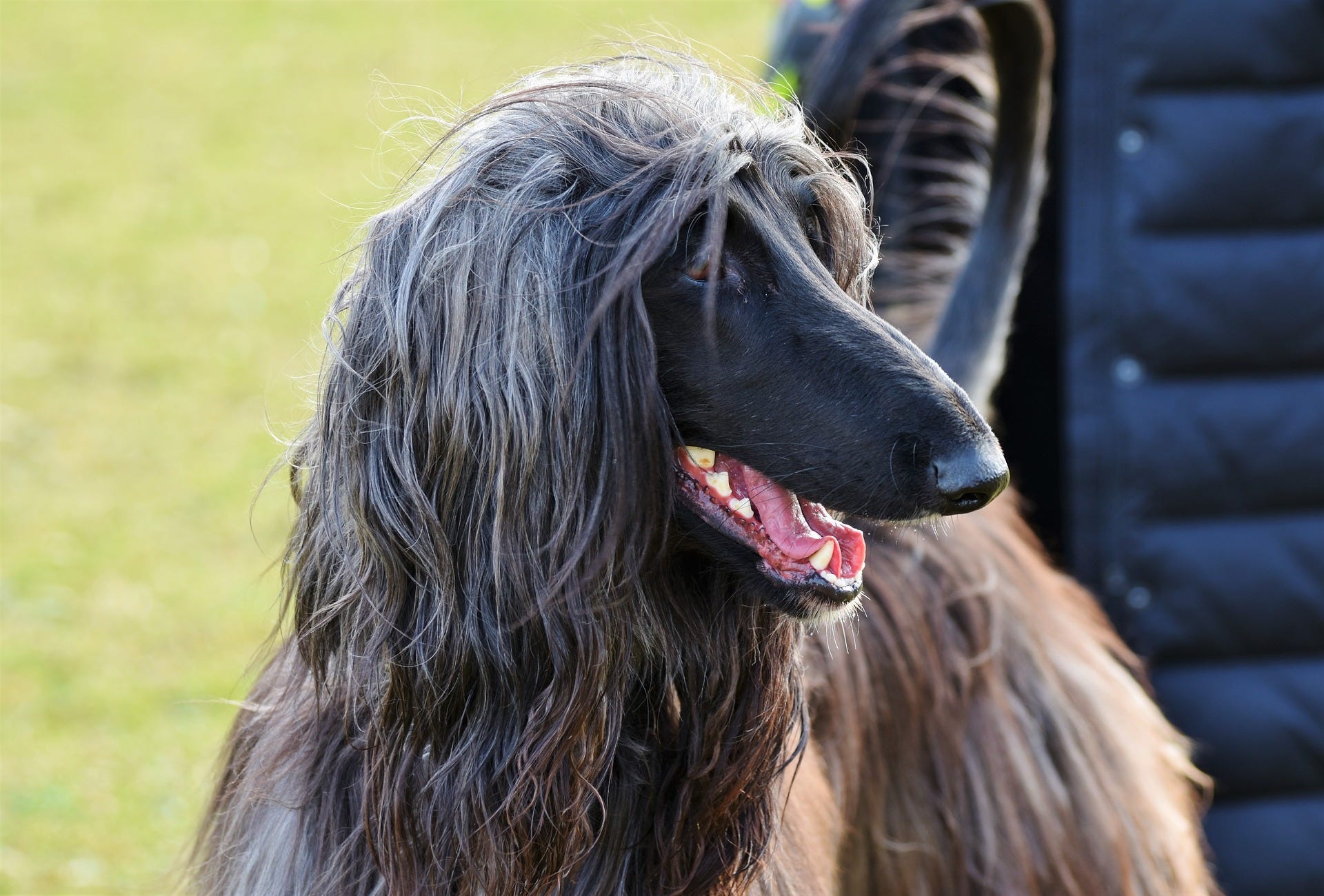 long hair dog