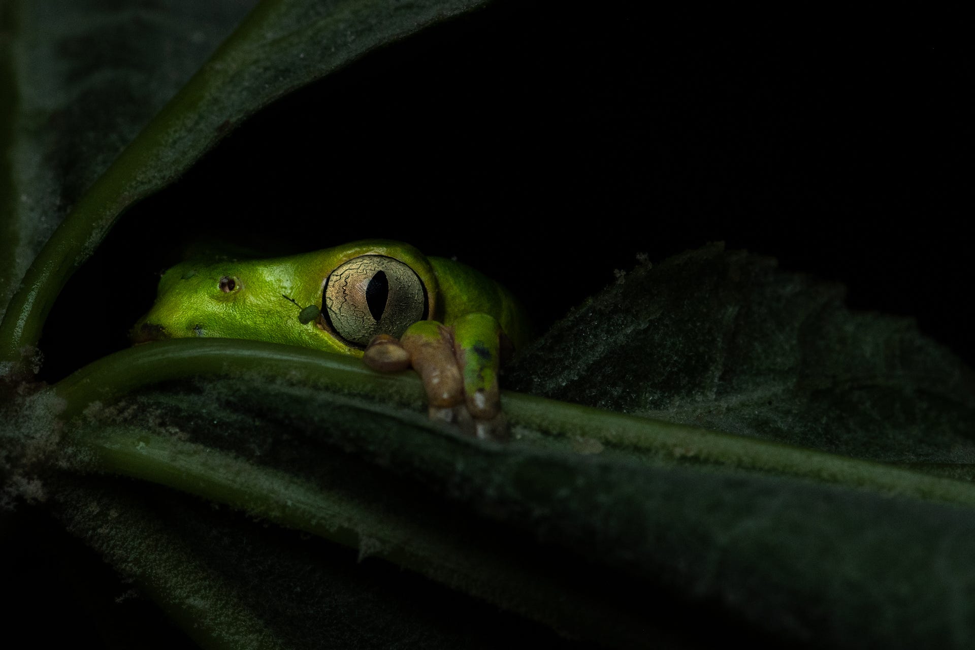 Close-up of a tree frog in Argentina.