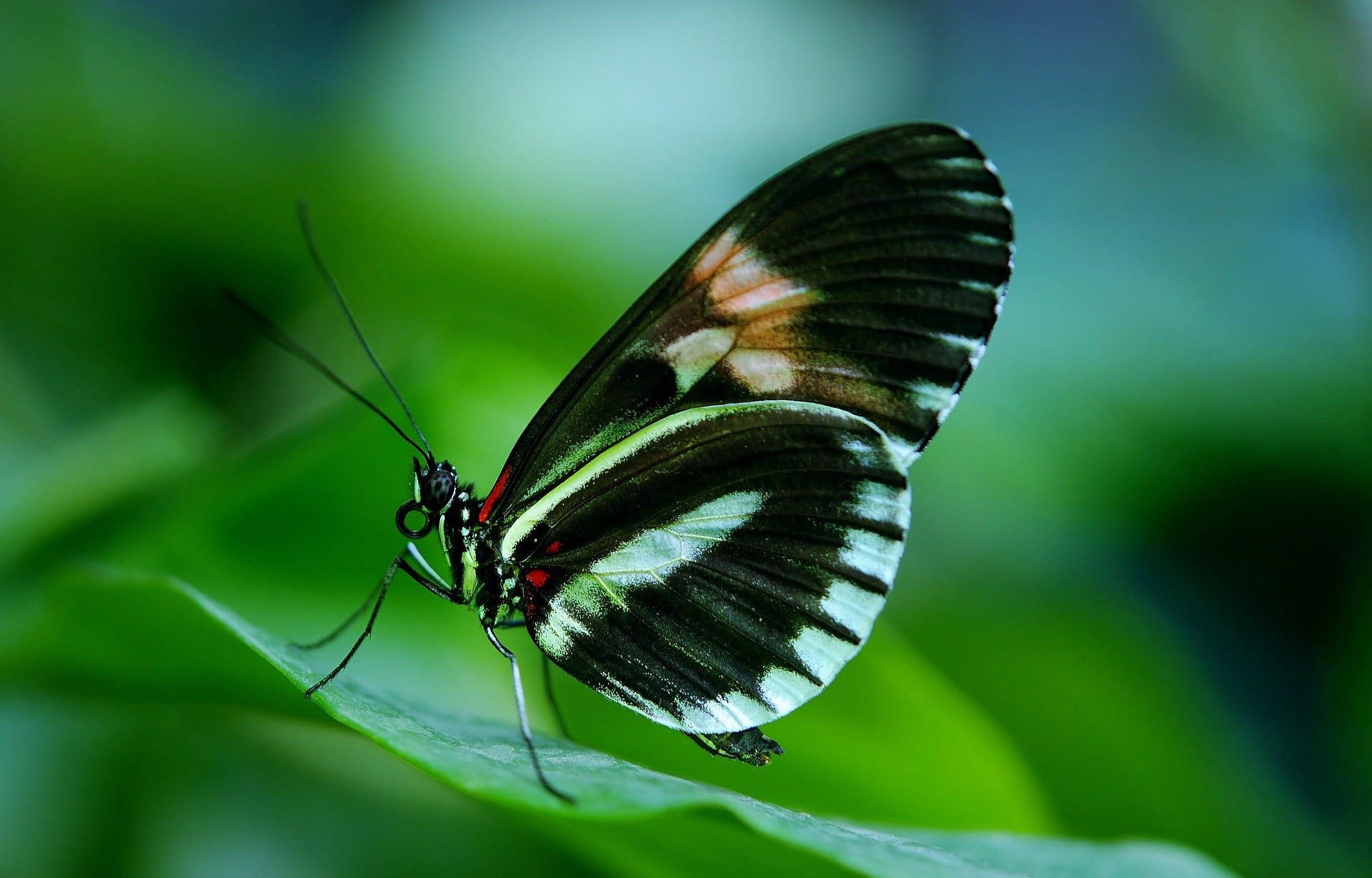  Foto Kupu kupu  Terindah Dengan menjaga lingkungan yang 