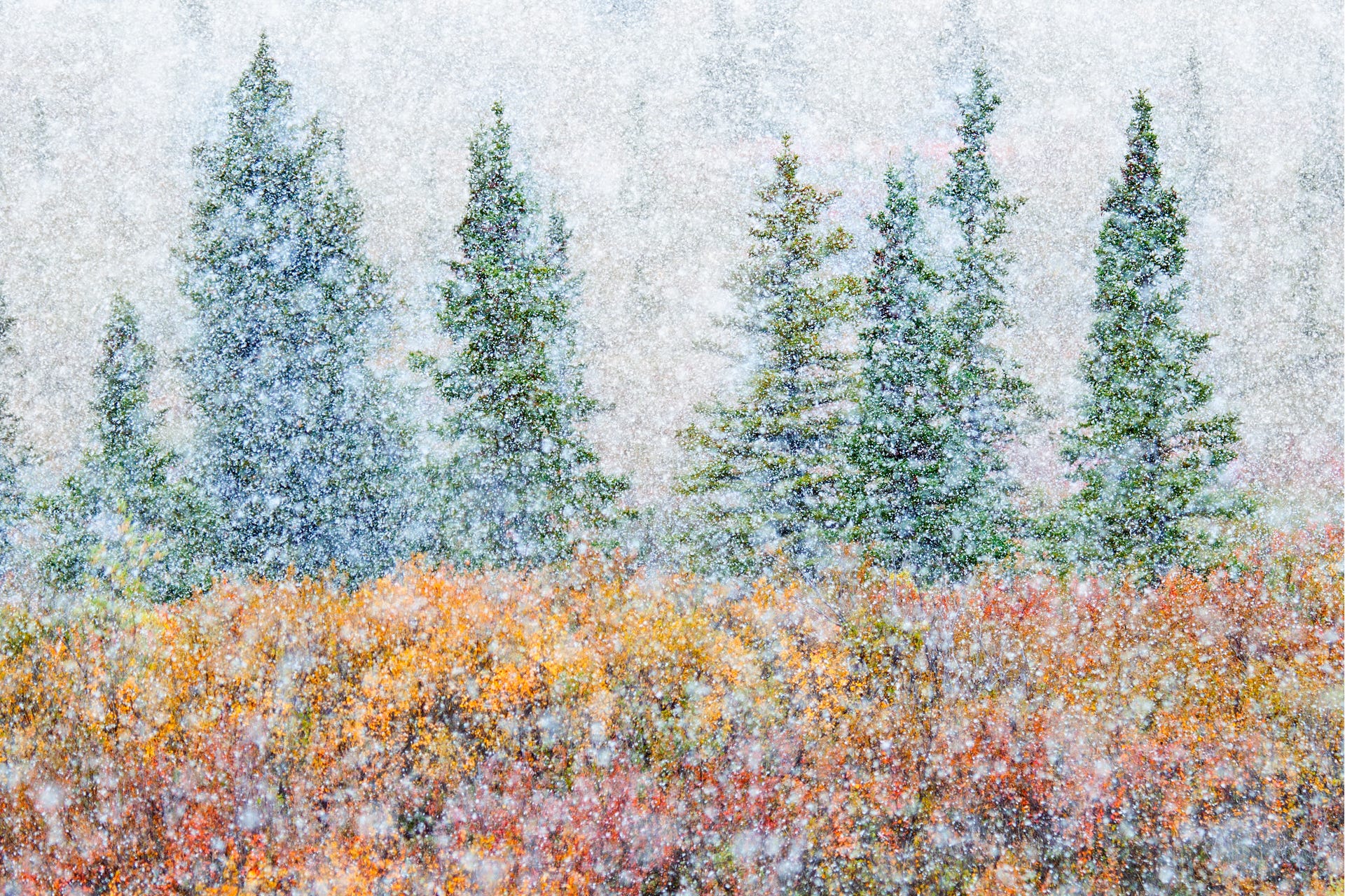 A snowy forest landscape in Alaska.