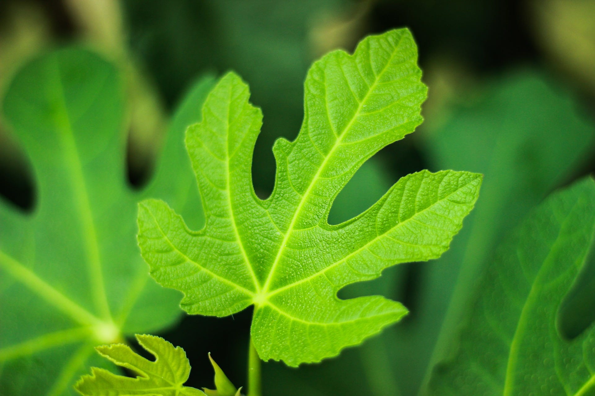 Figleaf