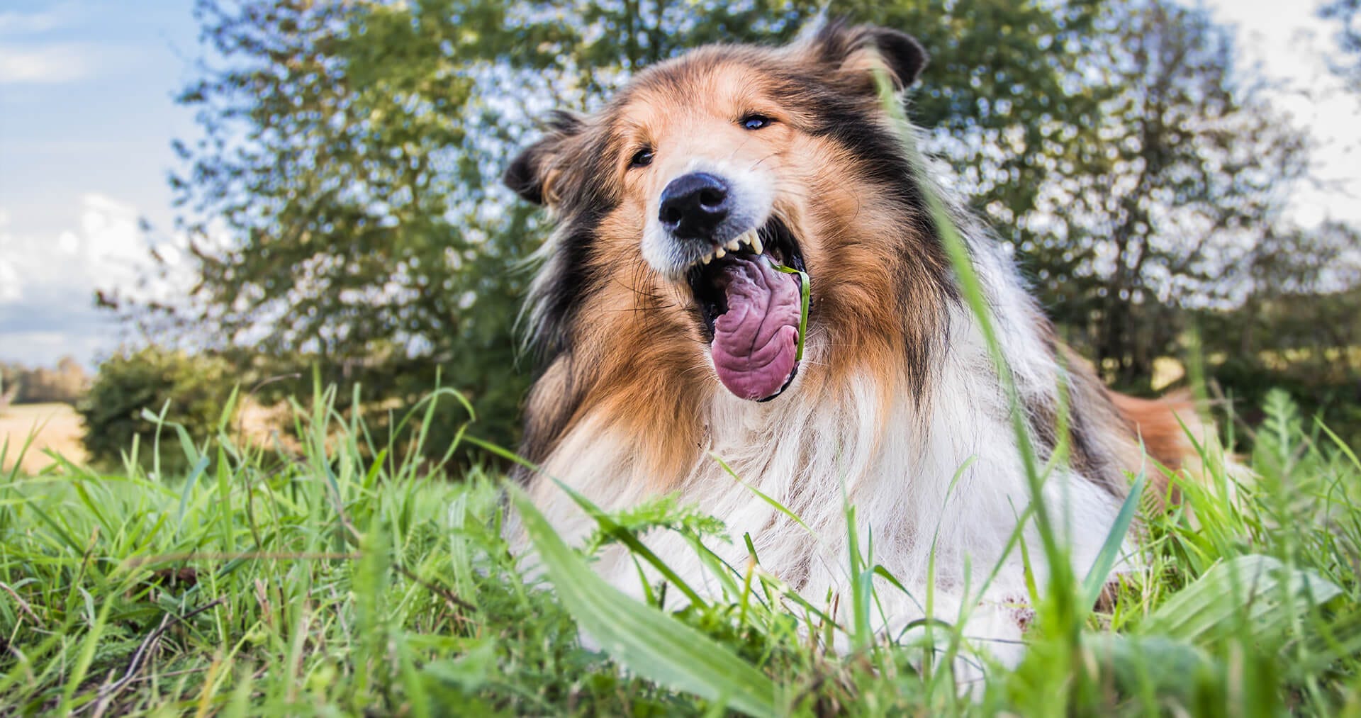 dog suddenly eating grass