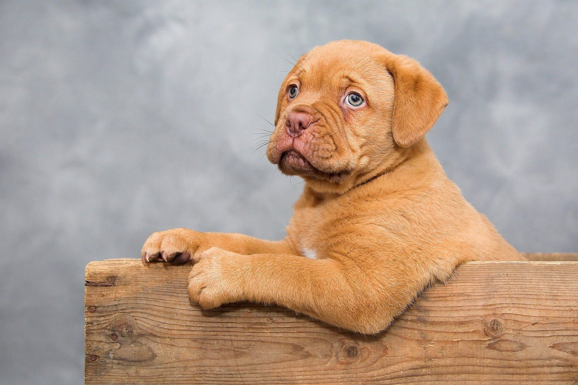 Puppy dog leaning on a fence board looking intellectual