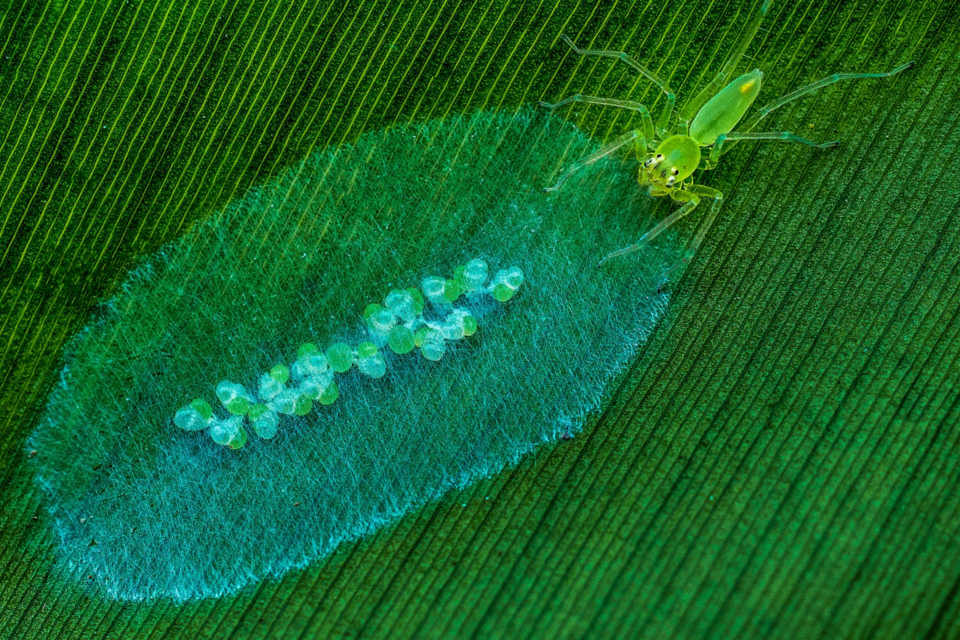 An Ono Spider tends to her eggs.