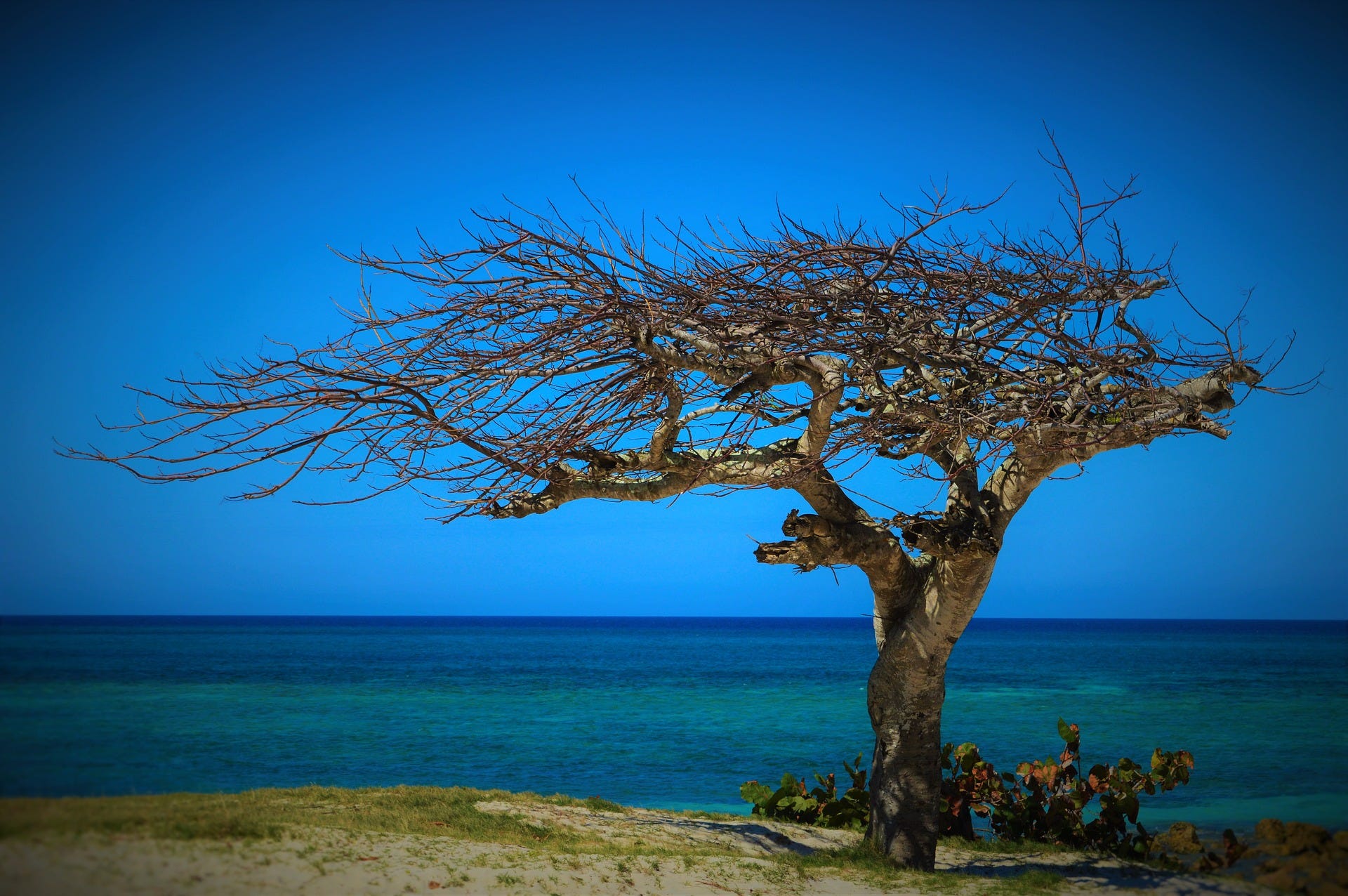 Weathered tree beside the ocean.