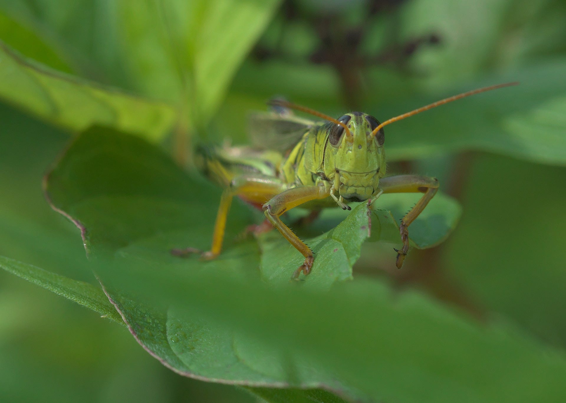 The Ethics Of Eating Bugs Insect Farming Seems Likely To Be Part By Kat Jercich Tenderly The Ethics Of Eating Bugs Insect Farming Seems Likely To Be Part By Kat Jercich Tenderly