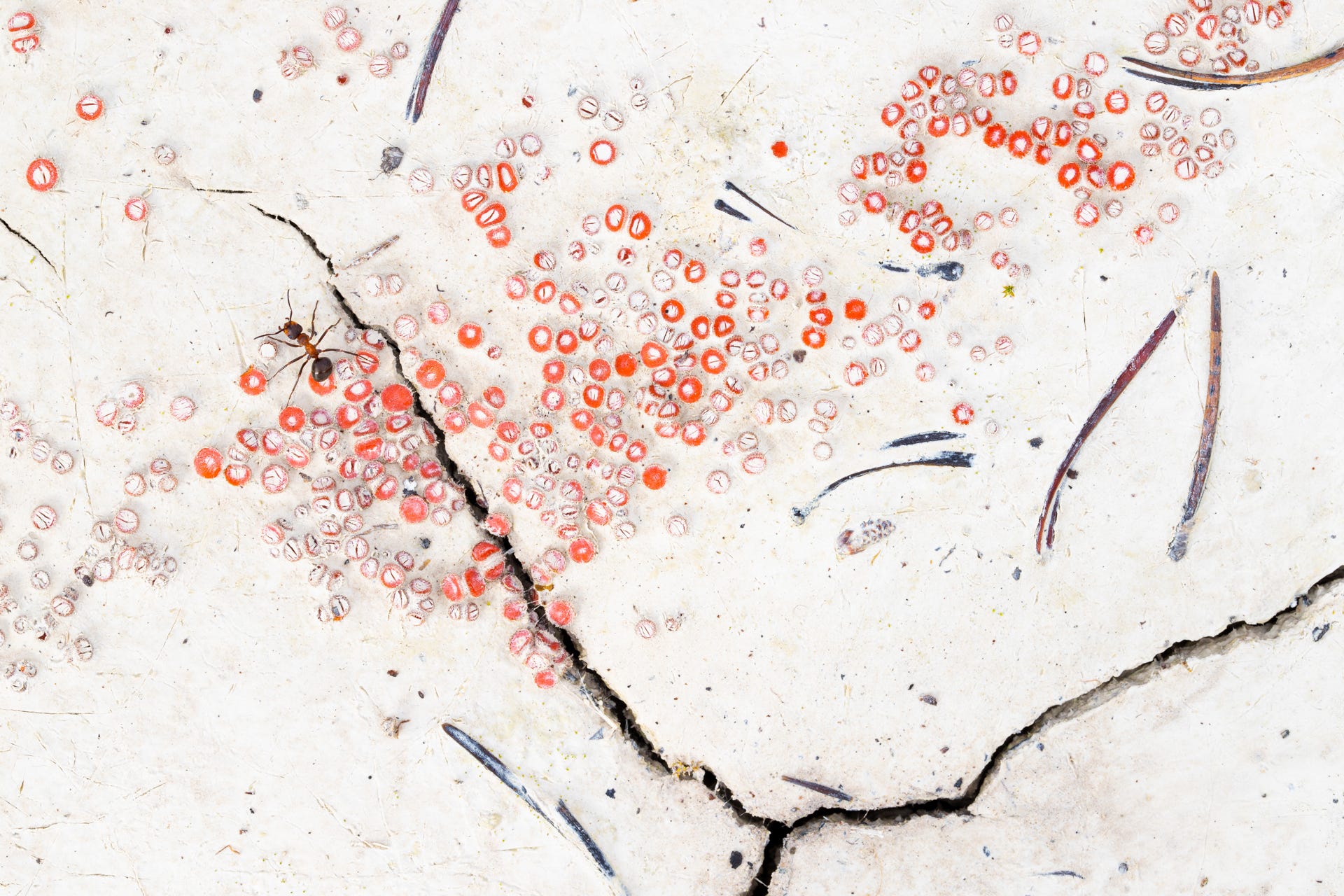 An ant navigates a muddy landscape.