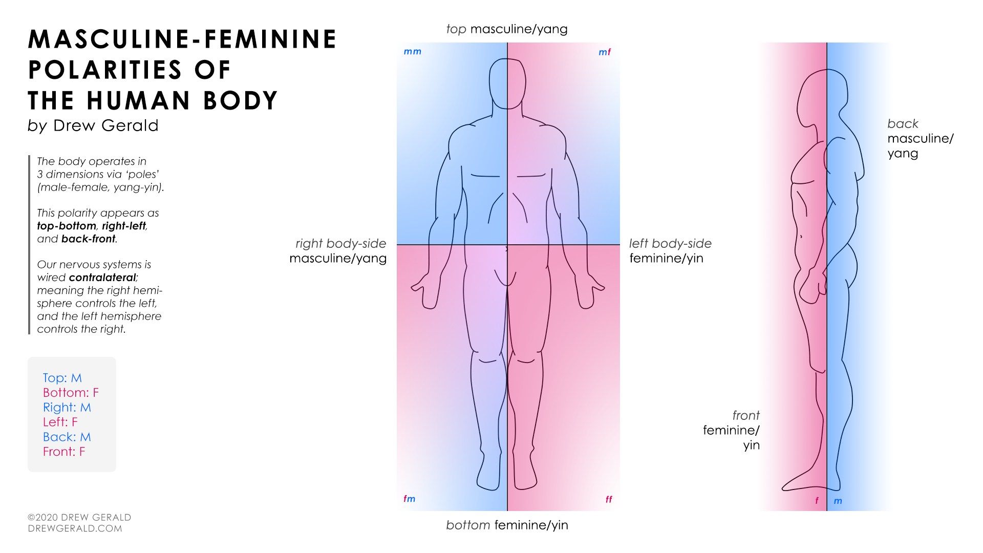 Male and Female Sides of the Body - Drew Gerald - Medium