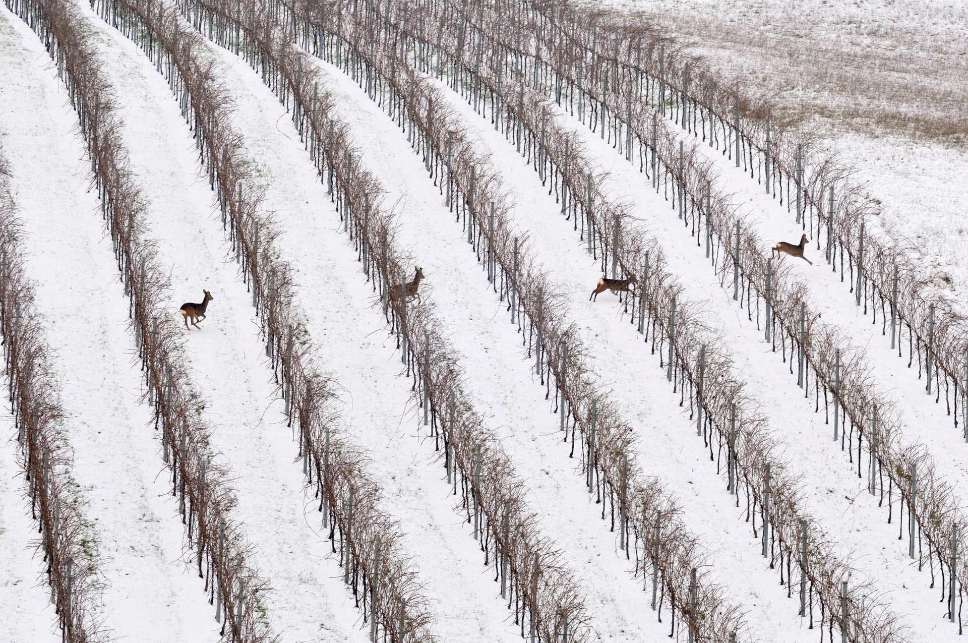 Roe deer jump across hedgerows.