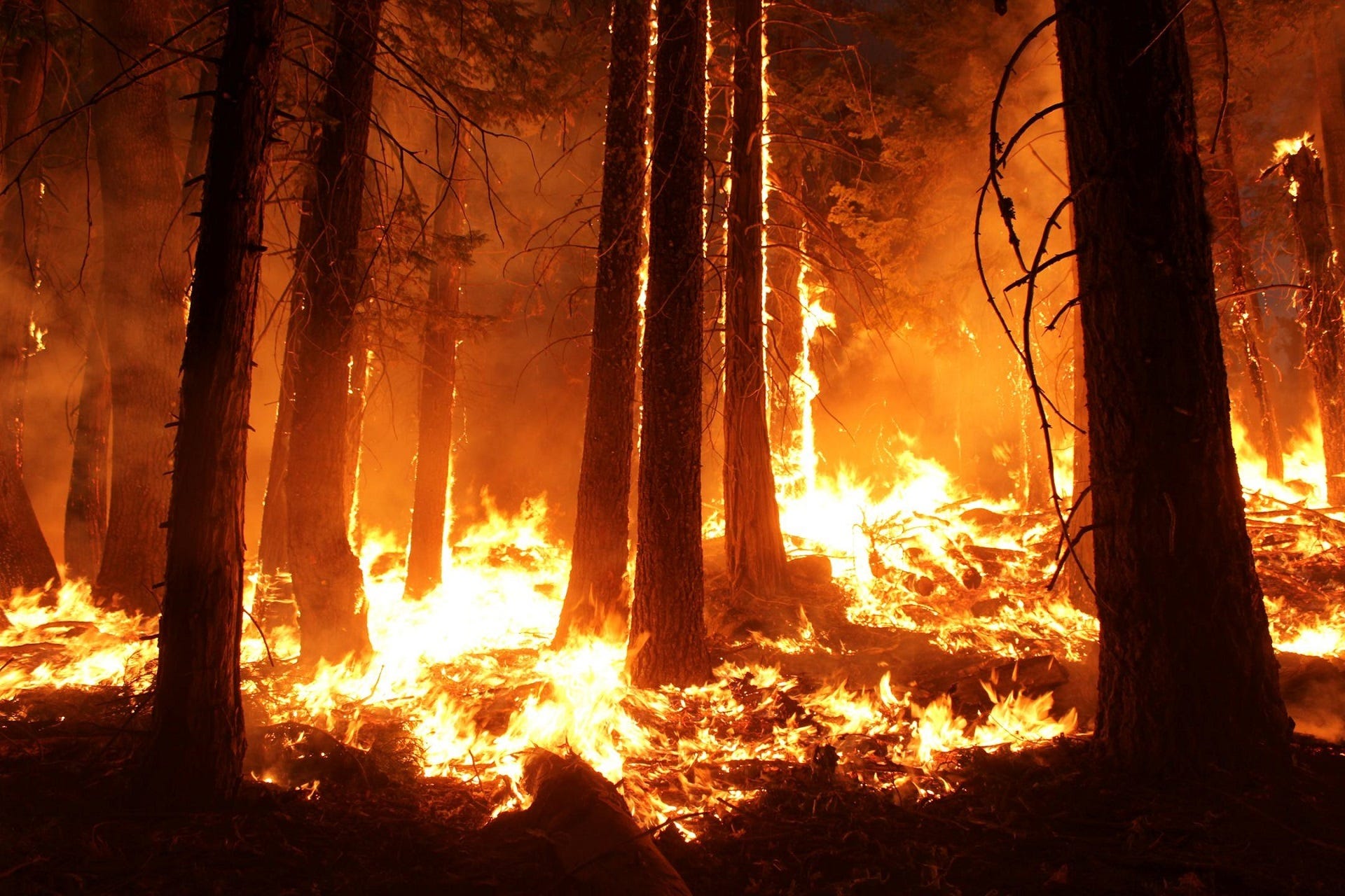 Wildfire Destruction — A Random Forest 
