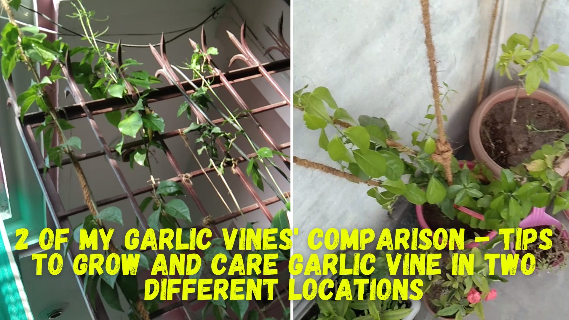 2 of my Garlic vines’ comparison- Tips to grow and care of Garlic vine in two different locations